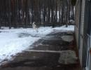 У Черкасах невідомі кинули вибухівку у будинок мера міста