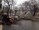 У Миколаєві через вітер обвалилося більше 45 дерев (ФОТО)