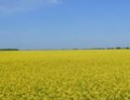 Експерт вважає. що "Земельний" закон містить неприємні "сюрпризи" для землевласників