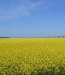 Експерт вважає. що "Земельний" закон містить неприємні "сюрпризи" для землевласників